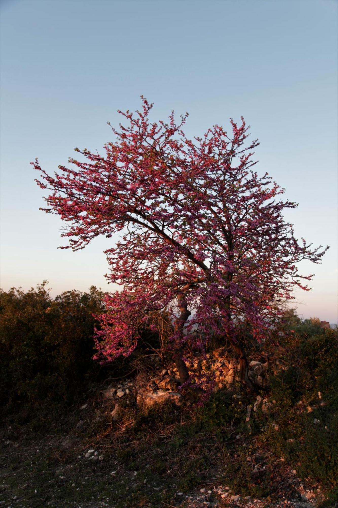 Vina Zarzarrosa โอซูนา ภายนอก รูปภาพ